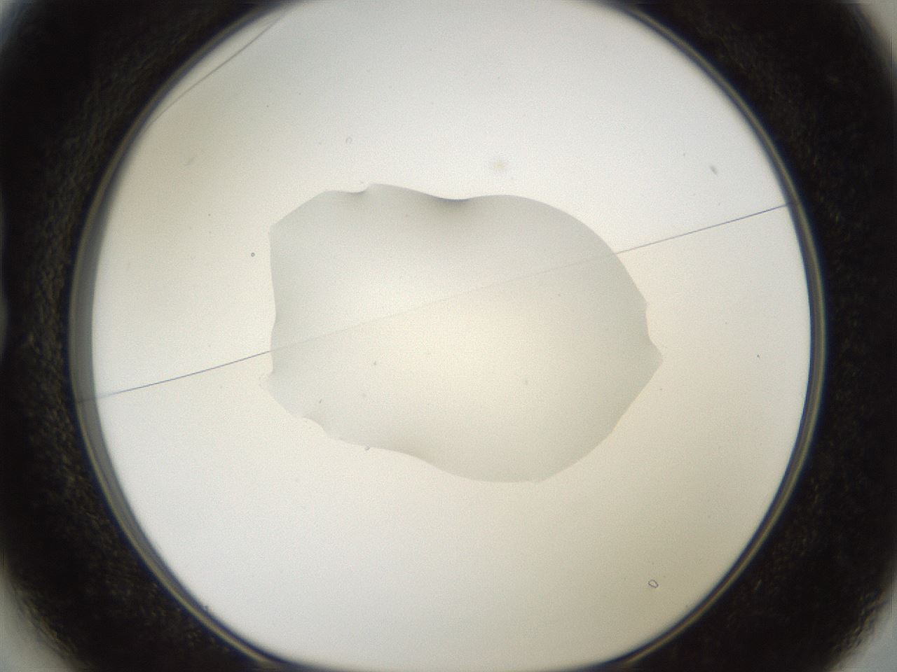 folderID408_plateID2408_batchID11615_wellNum13_profileID1_d1_r178555_ef.jpg