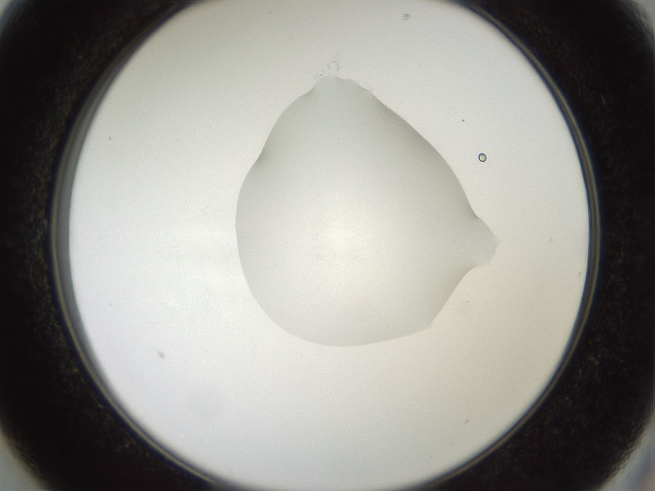folderID408_plateID2408_batchID11615_wellNum13_profileID1_d2_r178556_ef.jpg