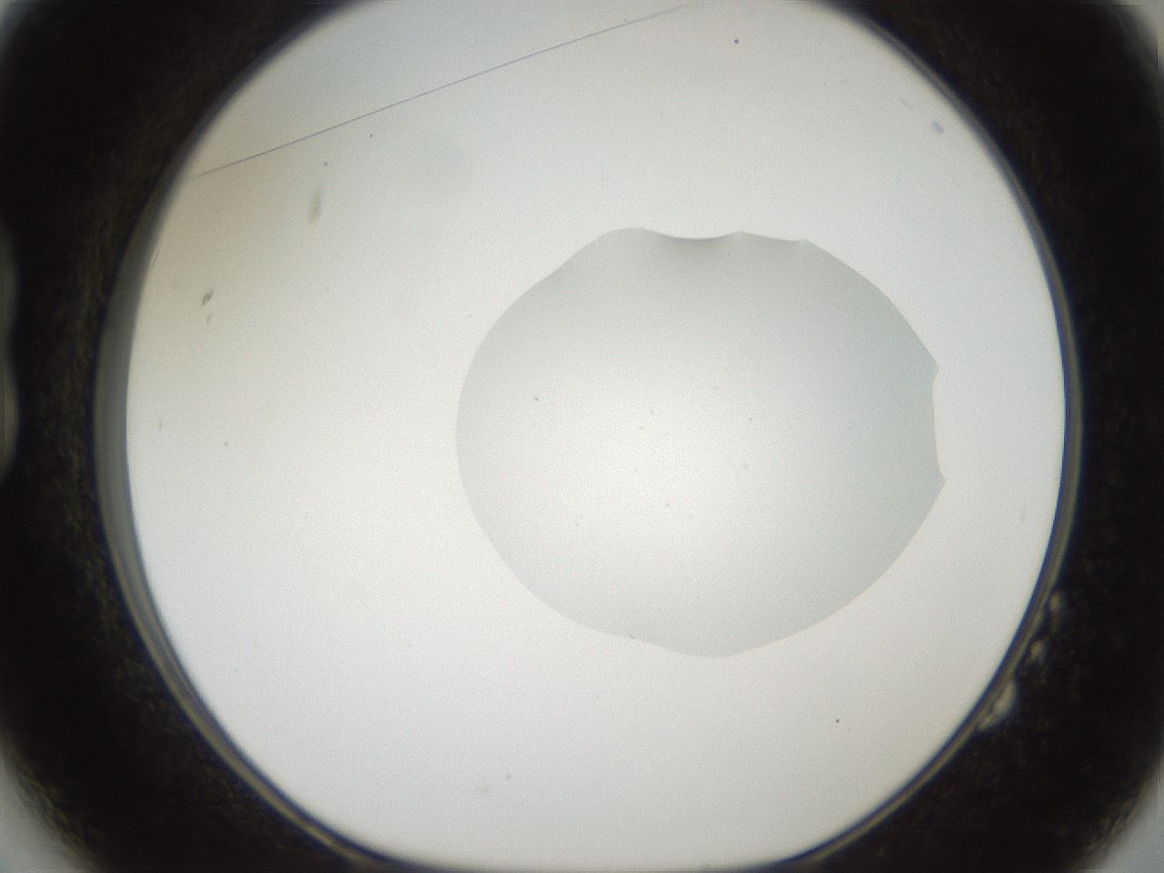 folderID408_plateID2408_batchID11615_wellNum14_profileID1_d1_r178557_ef.jpg