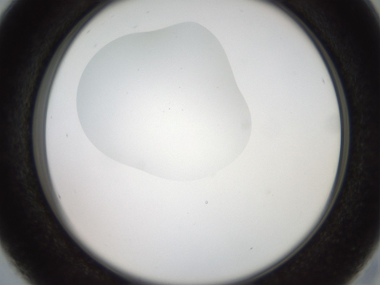 folderID408_plateID2408_batchID11615_wellNum16_profileID1_d2_r178562_ef.jpg