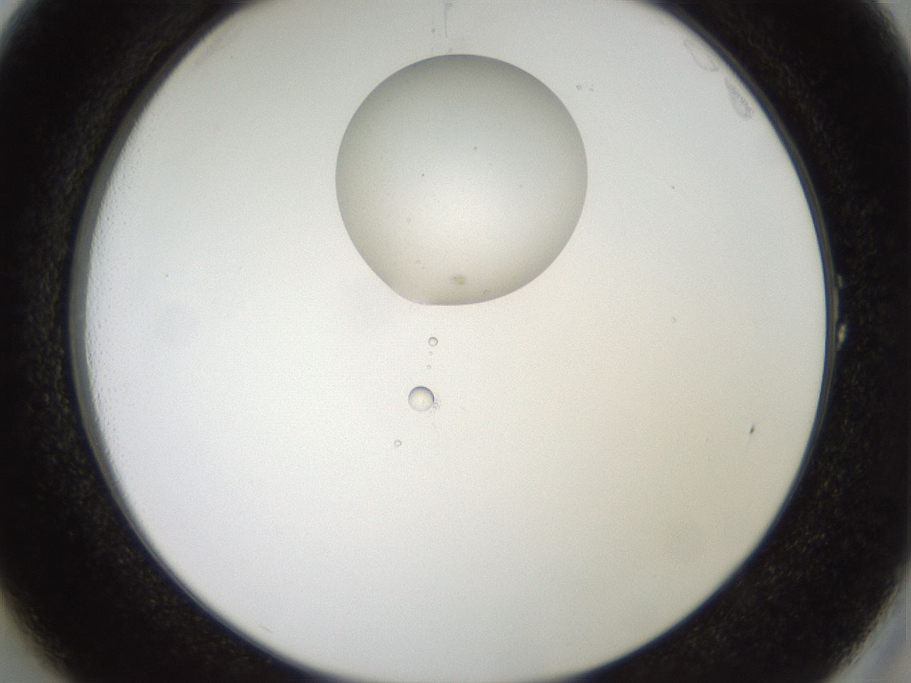 folderID408_plateID2408_batchID11615_wellNum1_profileID1_d2_r178532_ef.jpg