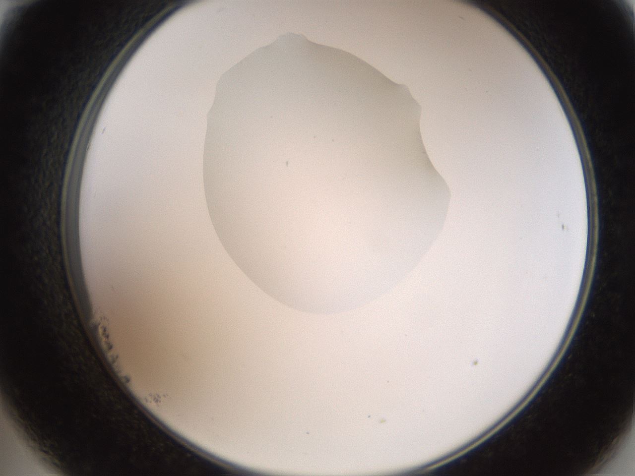 folderID408_plateID2408_batchID11615_wellNum23_profileID1_d2_r178576_ef.jpg