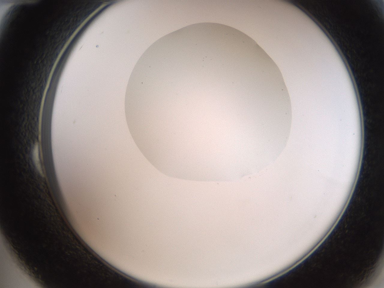 folderID408_plateID2408_batchID11615_wellNum24_profileID1_d2_r178578_ef.jpg