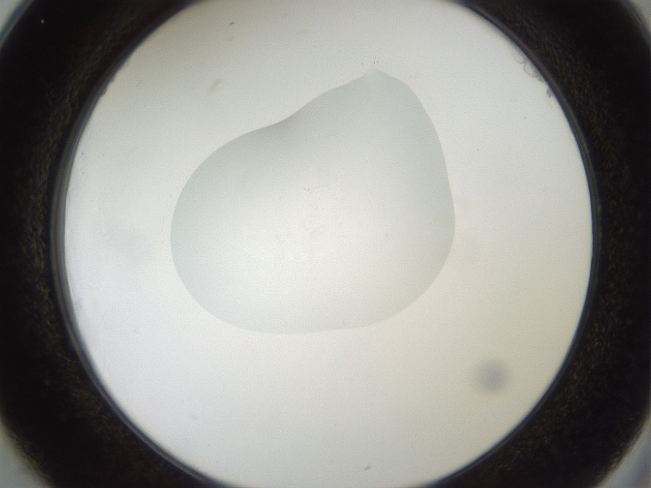 folderID408_plateID2408_batchID11615_wellNum25_profileID1_d2_r178580_ef.jpg