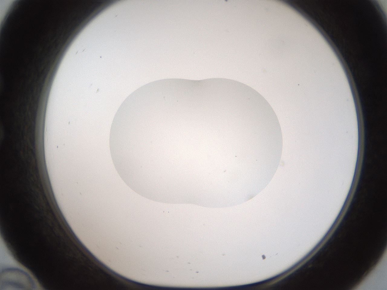 folderID408_plateID2408_batchID11615_wellNum34_profileID1_d1_r178597_ef.jpg