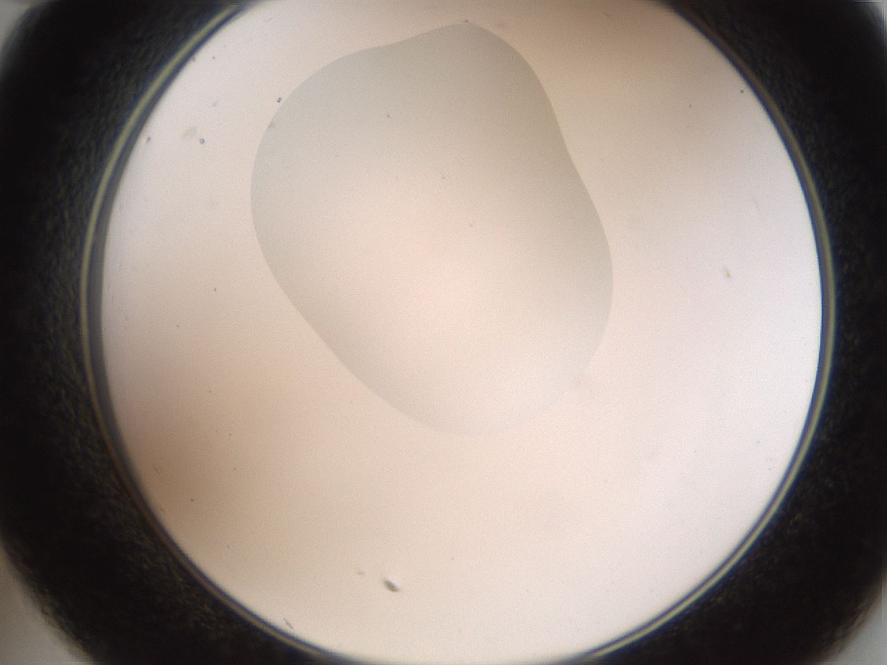 folderID408_plateID2408_batchID11615_wellNum35_profileID1_d2_r178600_ef.jpg