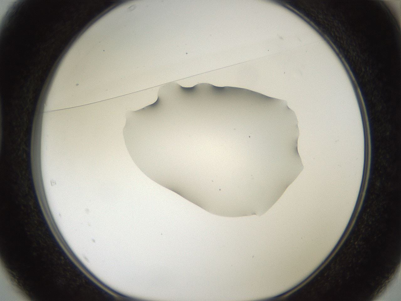 folderID408_plateID2408_batchID11615_wellNum37_profileID1_d1_r178603_ef.jpg