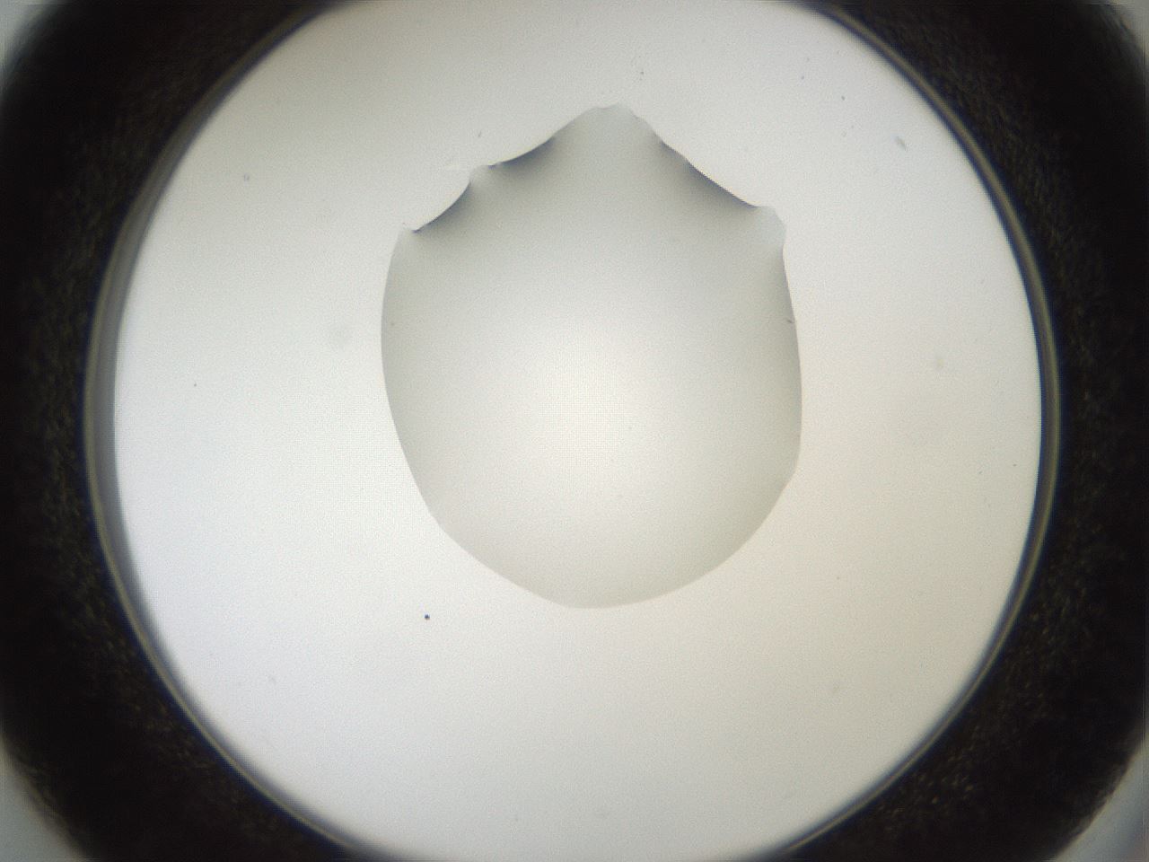 folderID408_plateID2408_batchID11615_wellNum37_profileID1_d2_r178604_ef.jpg