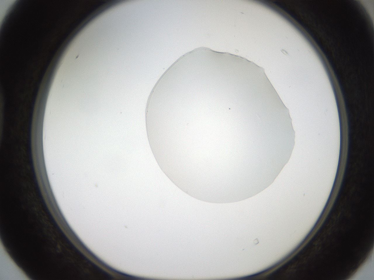 folderID408_plateID2408_batchID11615_wellNum40_profileID1_d1_r178609_ef.jpg