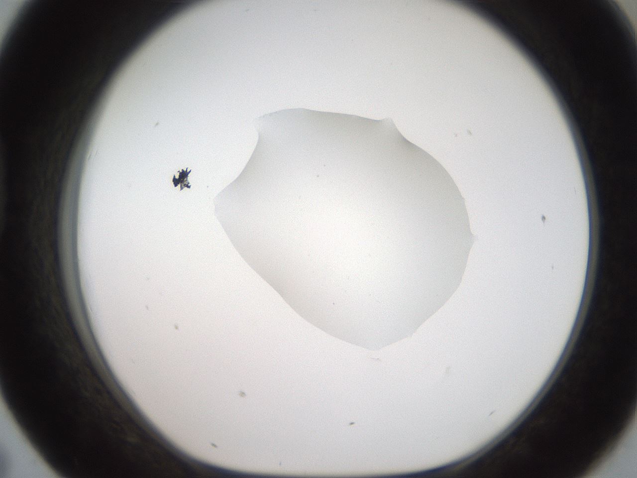 folderID408_plateID2408_batchID11615_wellNum43_profileID1_d1_r178615_ef.jpg