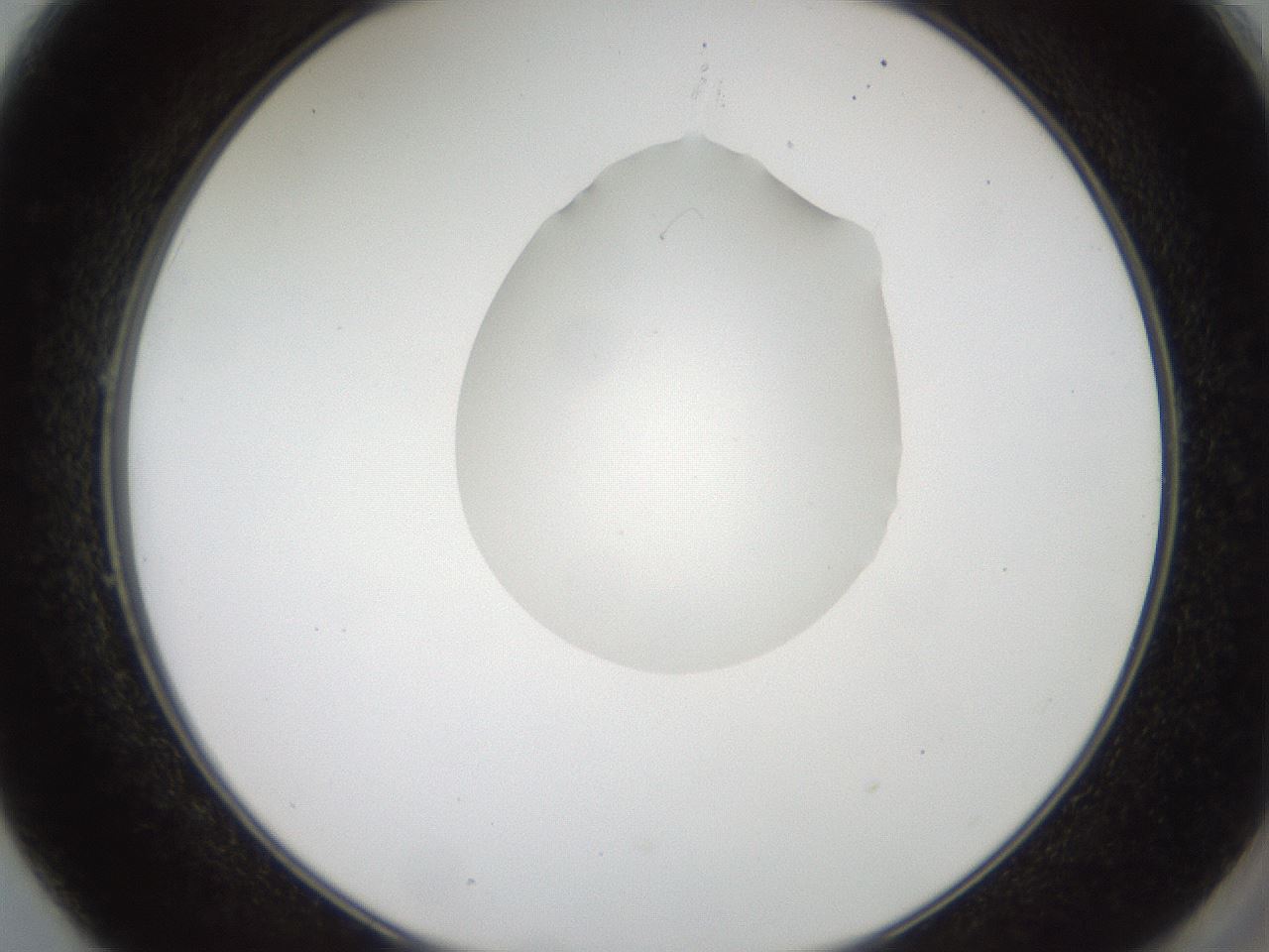 folderID408_plateID2408_batchID11615_wellNum49_profileID1_d2_r178628_ef.jpg