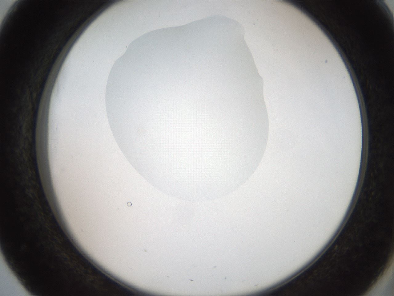 folderID408_plateID2408_batchID11615_wellNum51_profileID1_d2_r178632_ef.jpg