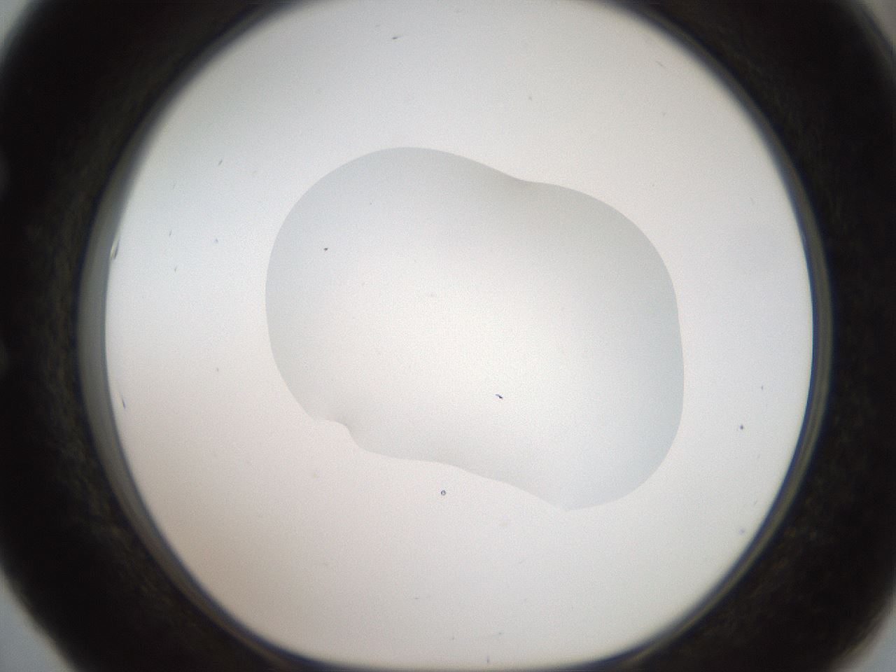 folderID408_plateID2408_batchID11615_wellNum53_profileID1_d1_r178635_ef.jpg