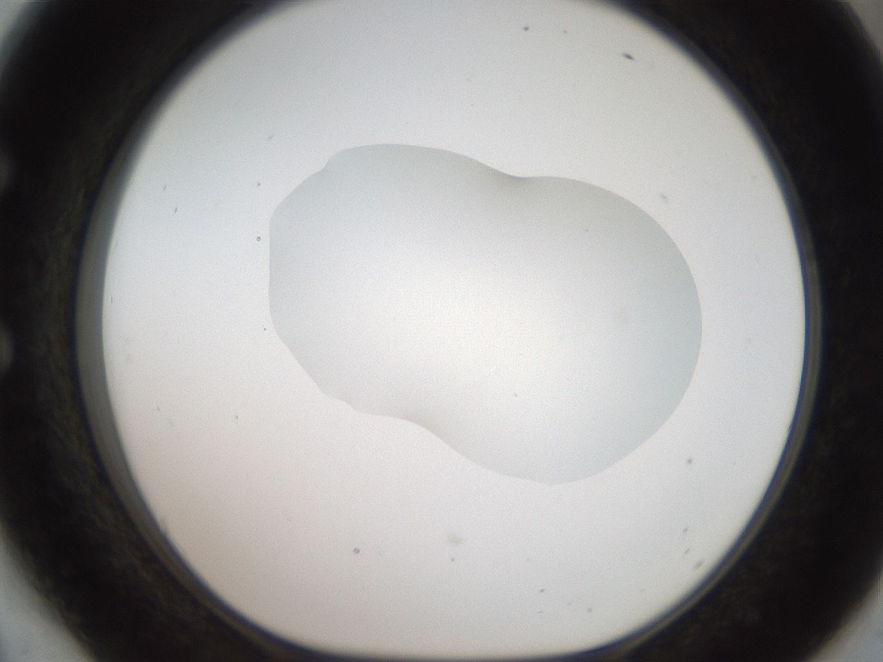 folderID408_plateID2408_batchID11615_wellNum54_profileID1_d1_r178637_ef.jpg