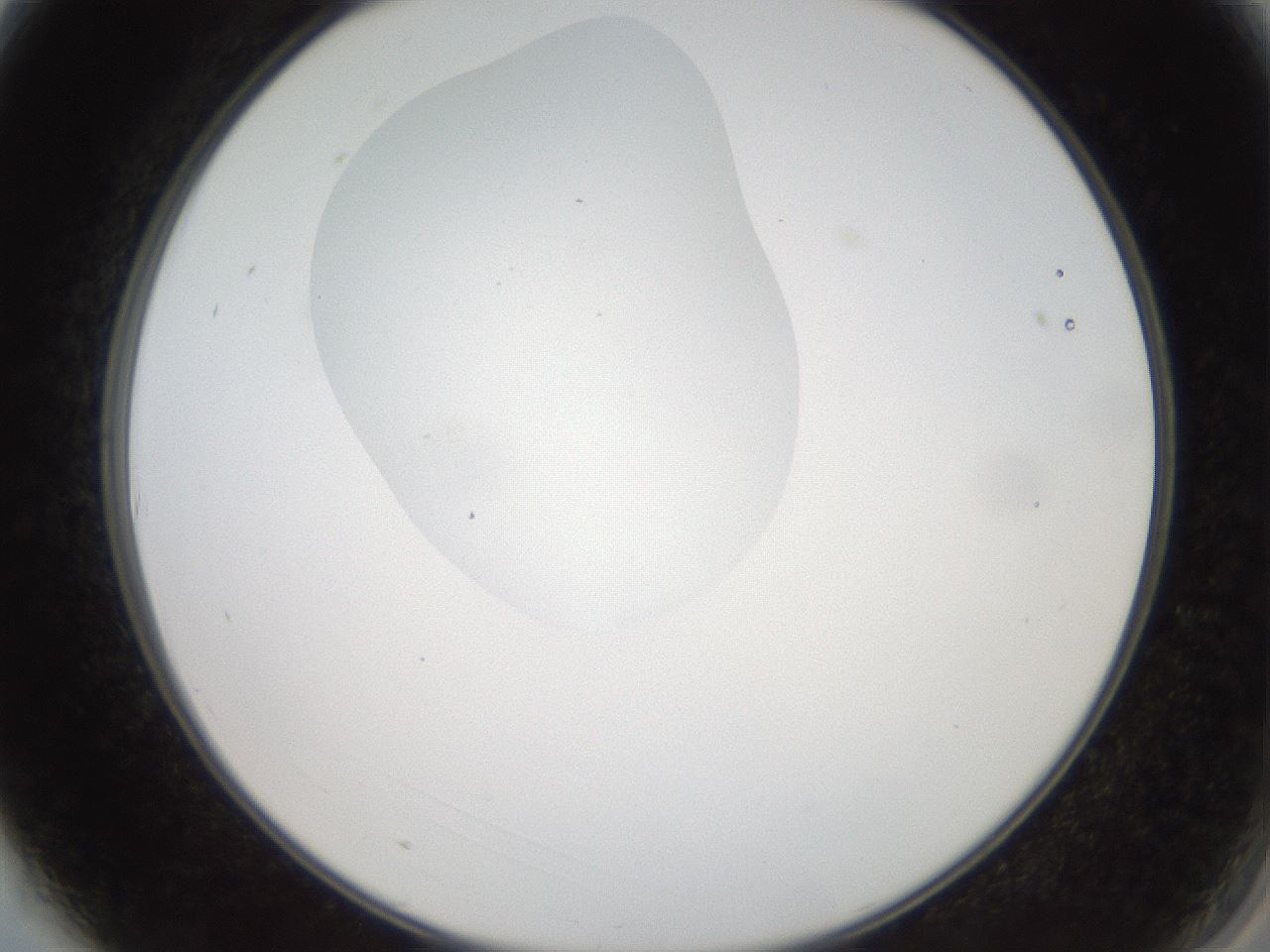 folderID408_plateID2408_batchID11615_wellNum3_profileID1_d2_r178536_ef.jpg