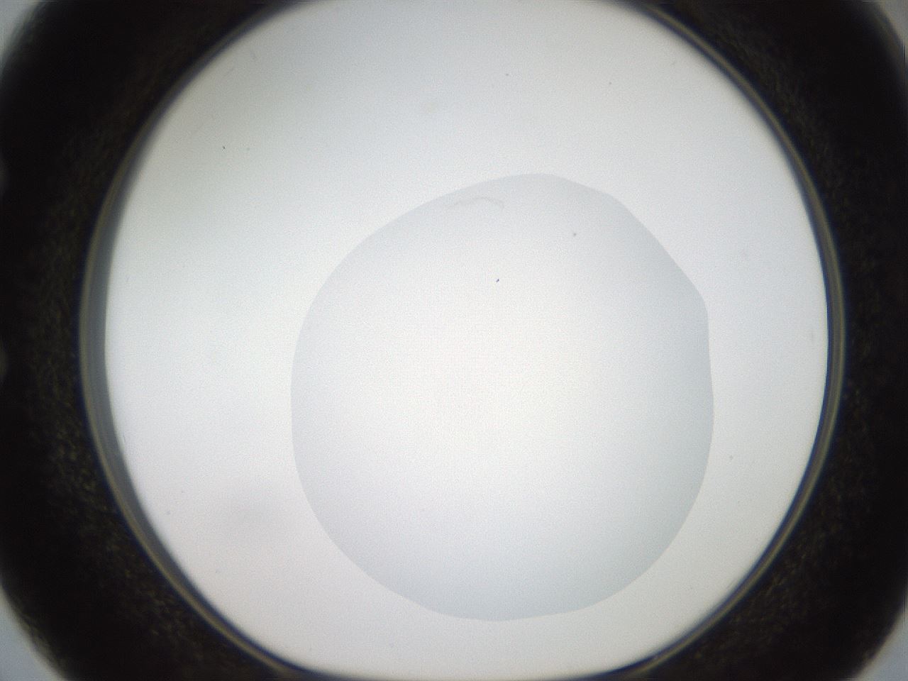 folderID408_plateID2408_batchID11615_wellNum50_profileID1_d1_r178629_ef.jpg