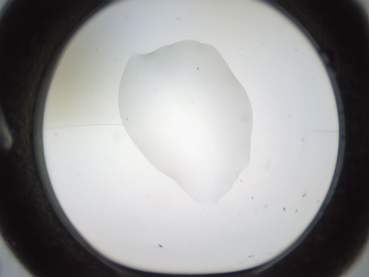folderID408_plateID2408_batchID11615_wellNum7_profileID1_d1_r178543_ef.jpg