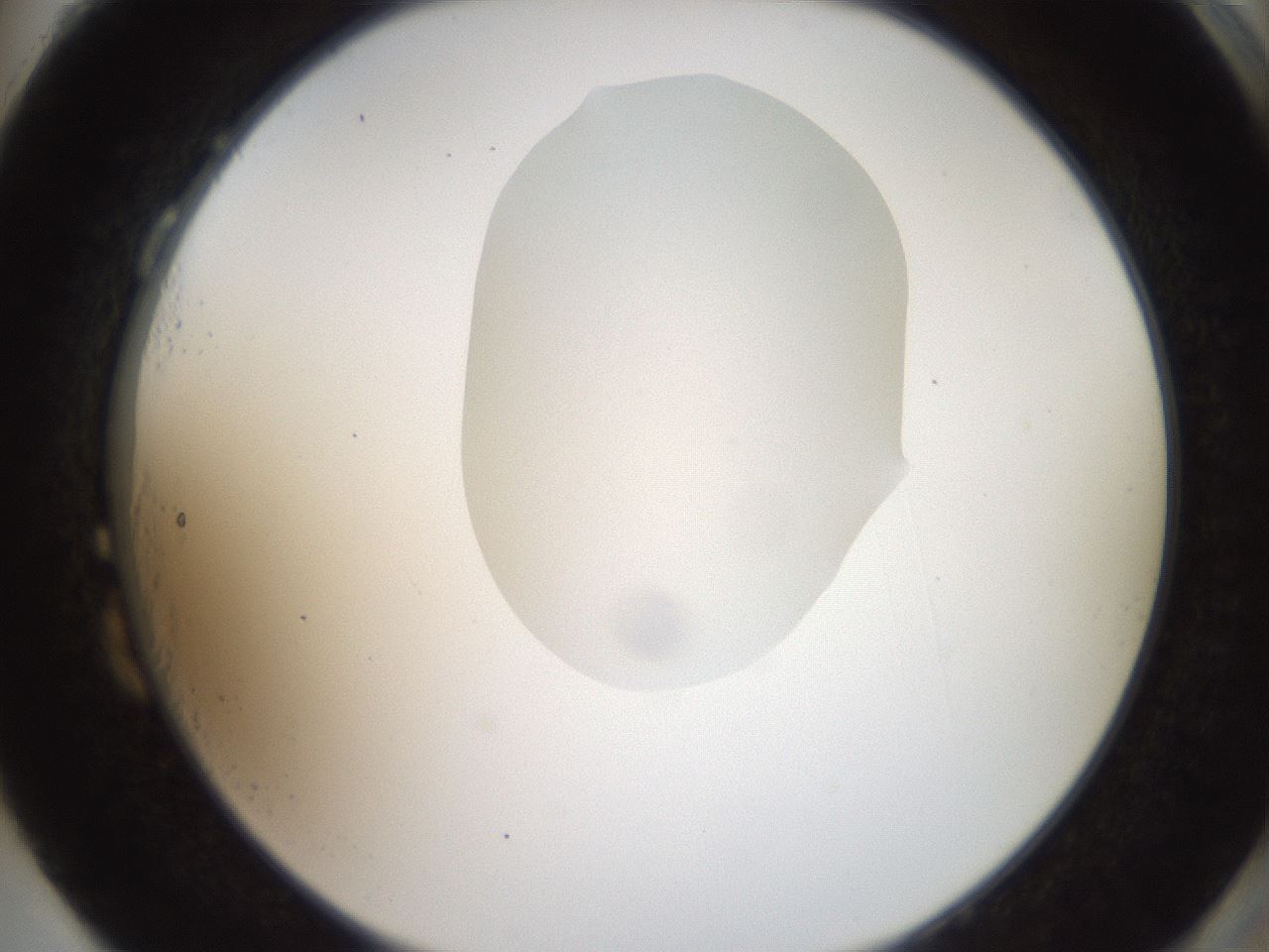 folderID408_plateID2408_batchID11615_wellNum87_profileID1_d2_r178704_ef.jpg