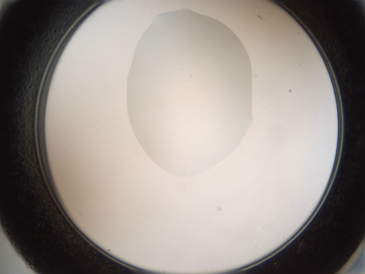 folderID408_plateID2408_batchID11615_wellNum59_profileID1_d2_r178648_ef.jpg