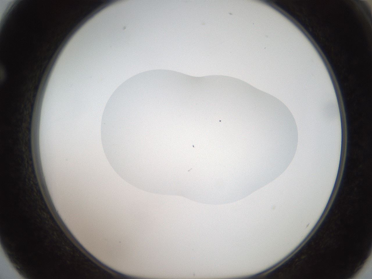 folderID408_plateID2408_batchID11615_wellNum62_profileID1_d1_r178653_ef.jpg