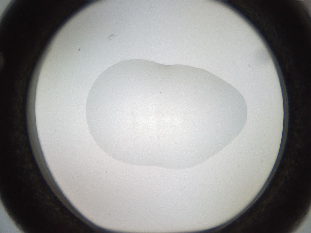 folderID408_plateID2408_batchID11615_wellNum63_profileID1_d1_r178655_ef.jpg