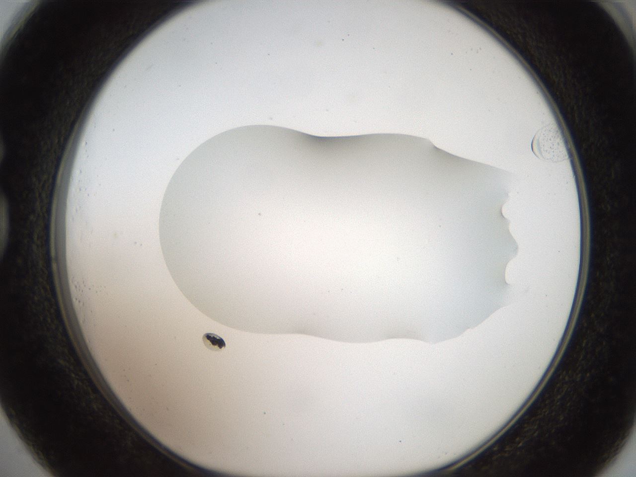 folderID408_plateID2408_batchID11615_wellNum73_profileID1_d1_r178675_ef.jpg