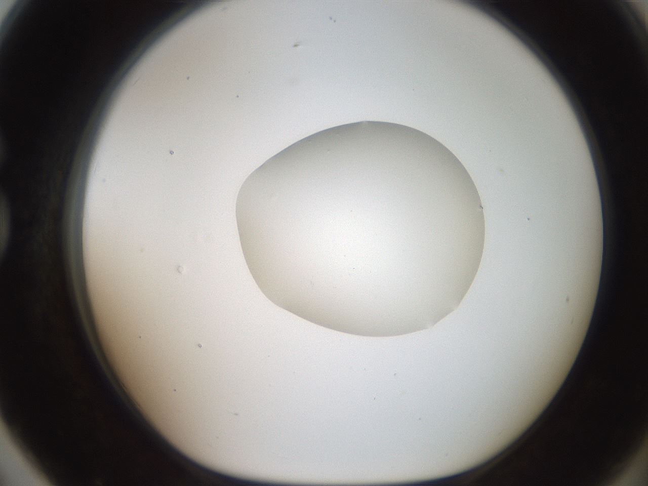 folderID408_plateID2408_batchID11615_wellNum79_profileID1_d1_r178687_ef.jpg