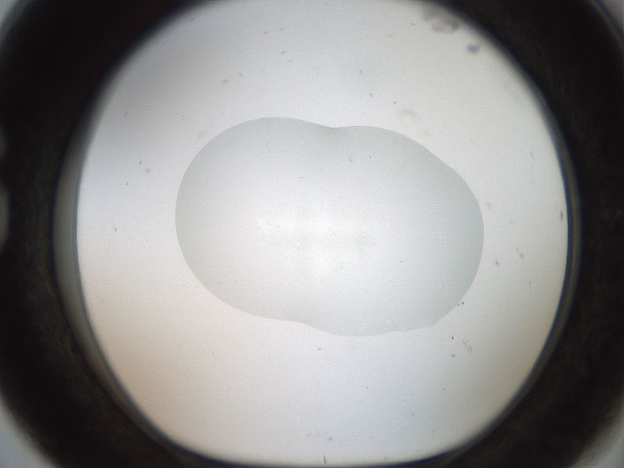 folderID408_plateID2408_batchID11615_wellNum80_profileID1_d1_r178689_ef.jpg