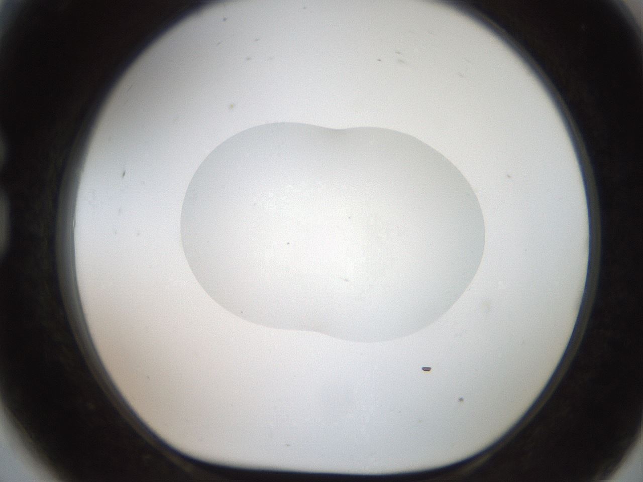 folderID408_plateID2408_batchID11615_wellNum81_profileID1_d1_r178691_ef.jpg