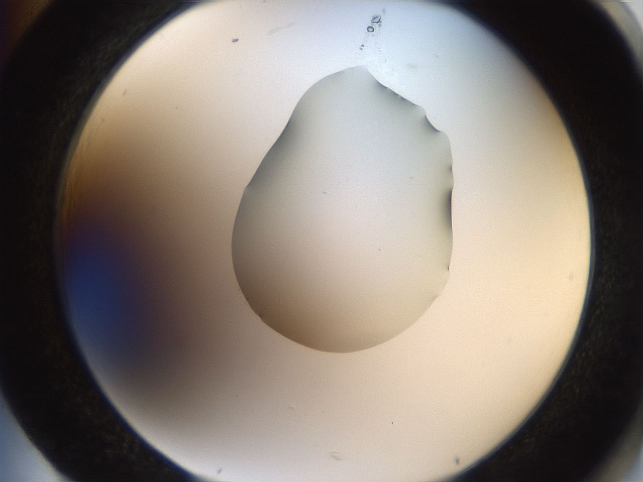 folderID408_plateID2408_batchID11615_wellNum85_profileID1_d2_r178700_ef.jpg