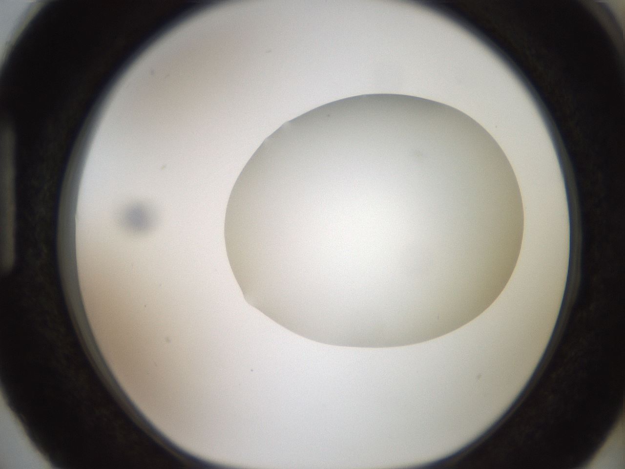 folderID408_plateID2408_batchID11615_wellNum87_profileID1_d1_r178703_ef.jpg