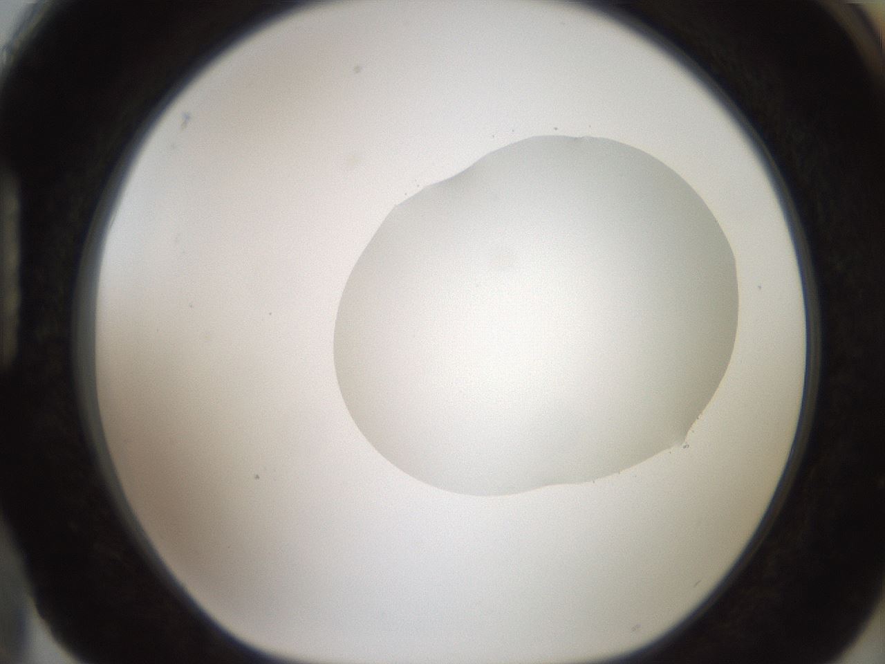 folderID408_plateID2408_batchID11615_wellNum88_profileID1_d1_r178705_ef.jpg