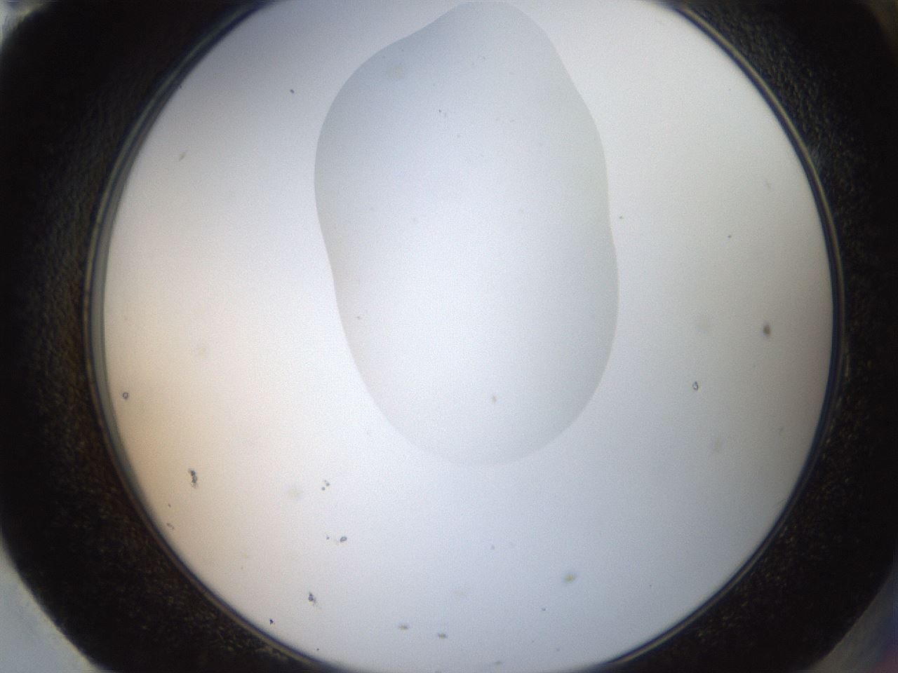 folderID408_plateID2408_batchID11615_wellNum95_profileID1_d2_r178720_ef.jpg