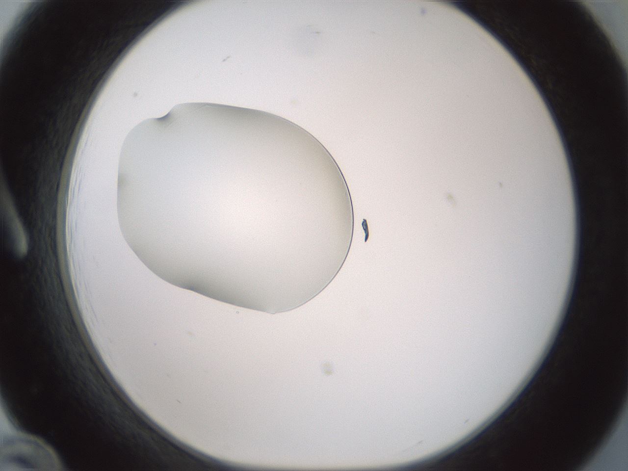 folderID409_plateID1409_batchID5184_wellNum12_profileID1_d1_r86429_ef.jpg