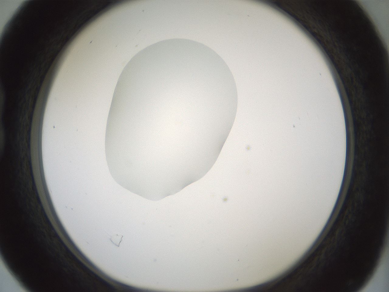 folderID409_plateID1409_batchID5184_wellNum16_profileID1_d1_r86433_ef.jpg
