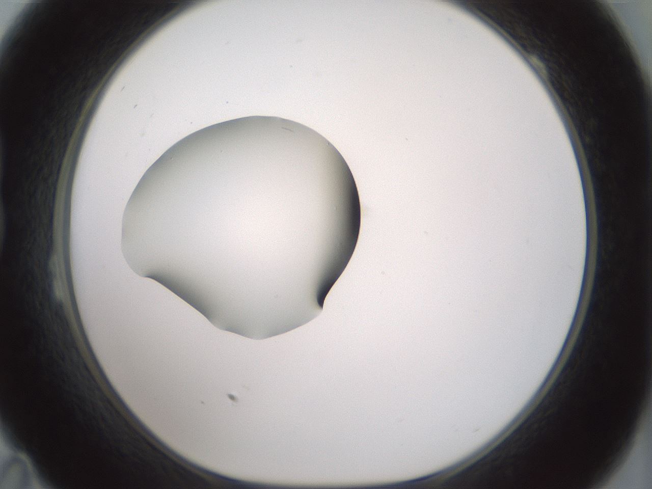 folderID409_plateID1409_batchID5184_wellNum23_profileID1_d1_r86440_ef.jpg