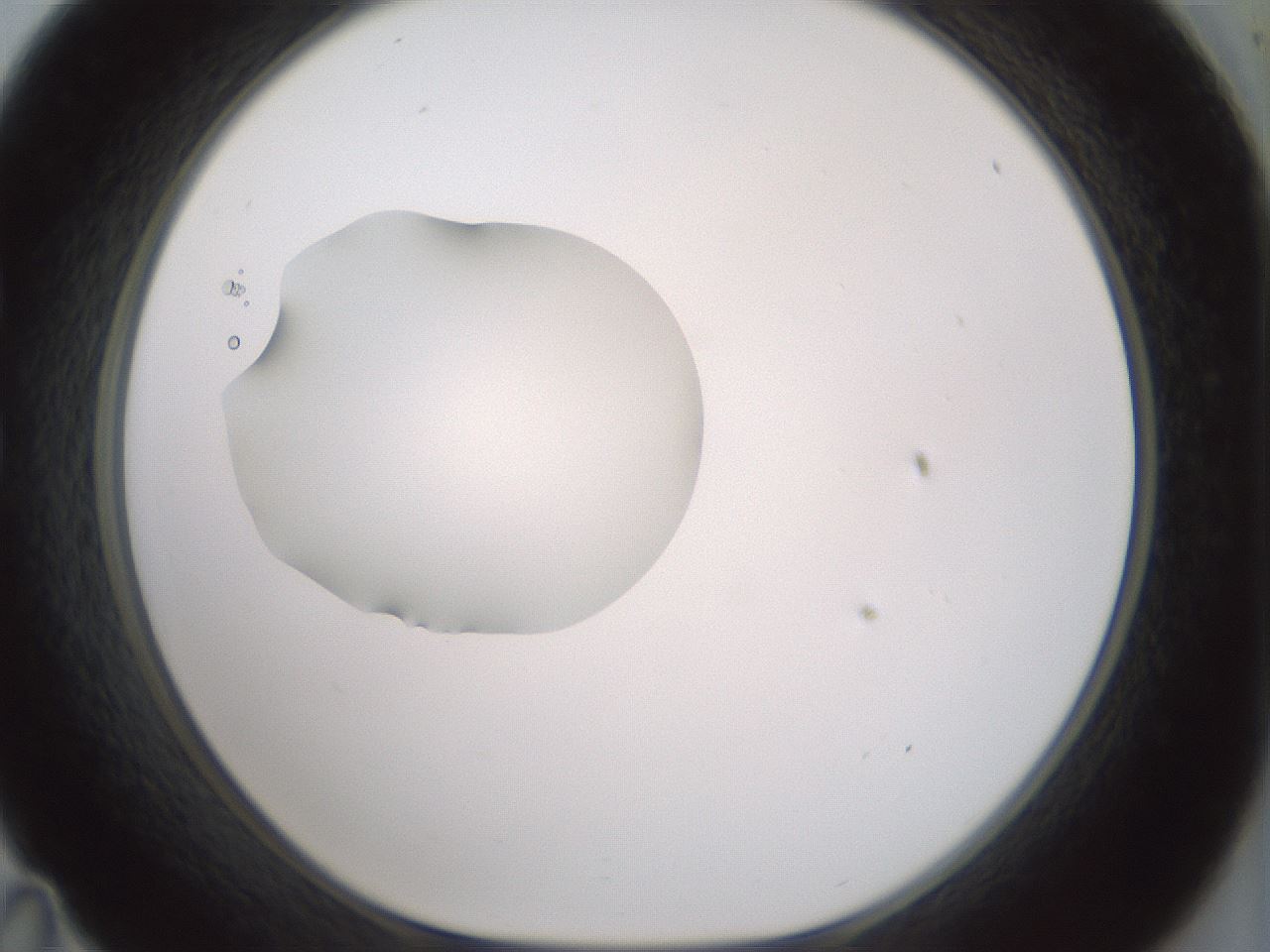 folderID409_plateID1409_batchID5184_wellNum35_profileID1_d1_r86452_ef.jpg