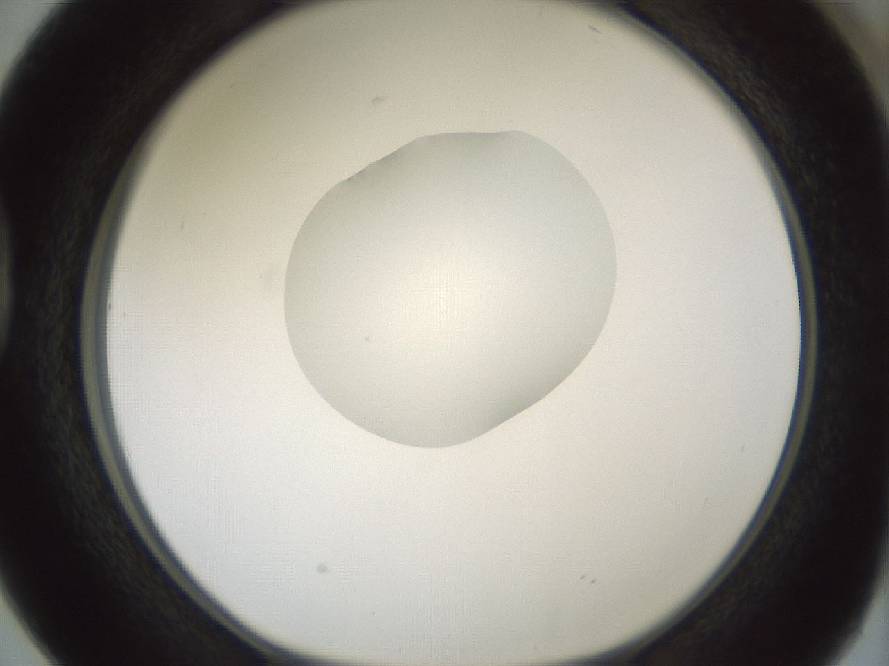 folderID409_plateID1409_batchID5184_wellNum38_profileID1_d1_r86455_ef.jpg
