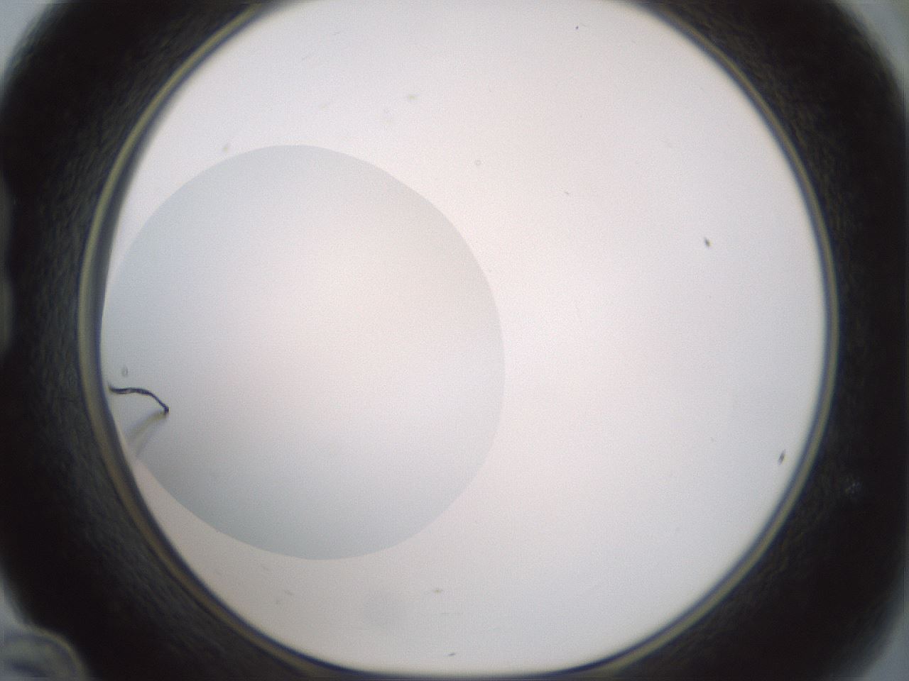 folderID409_plateID1409_batchID5184_wellNum24_profileID1_d1_r86441_ef.jpg