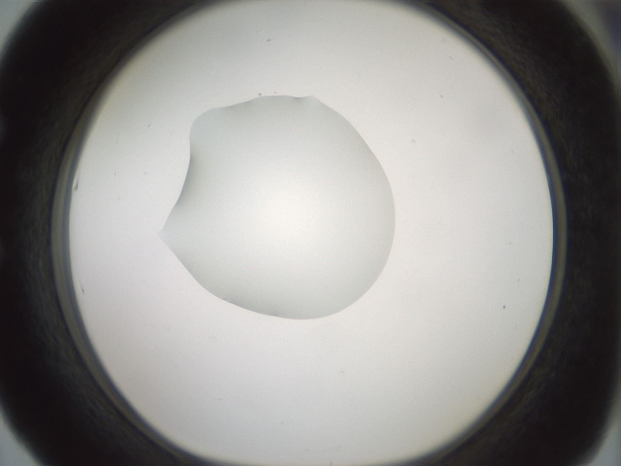 folderID409_plateID1409_batchID5184_wellNum53_profileID1_d1_r86470_ef.jpg