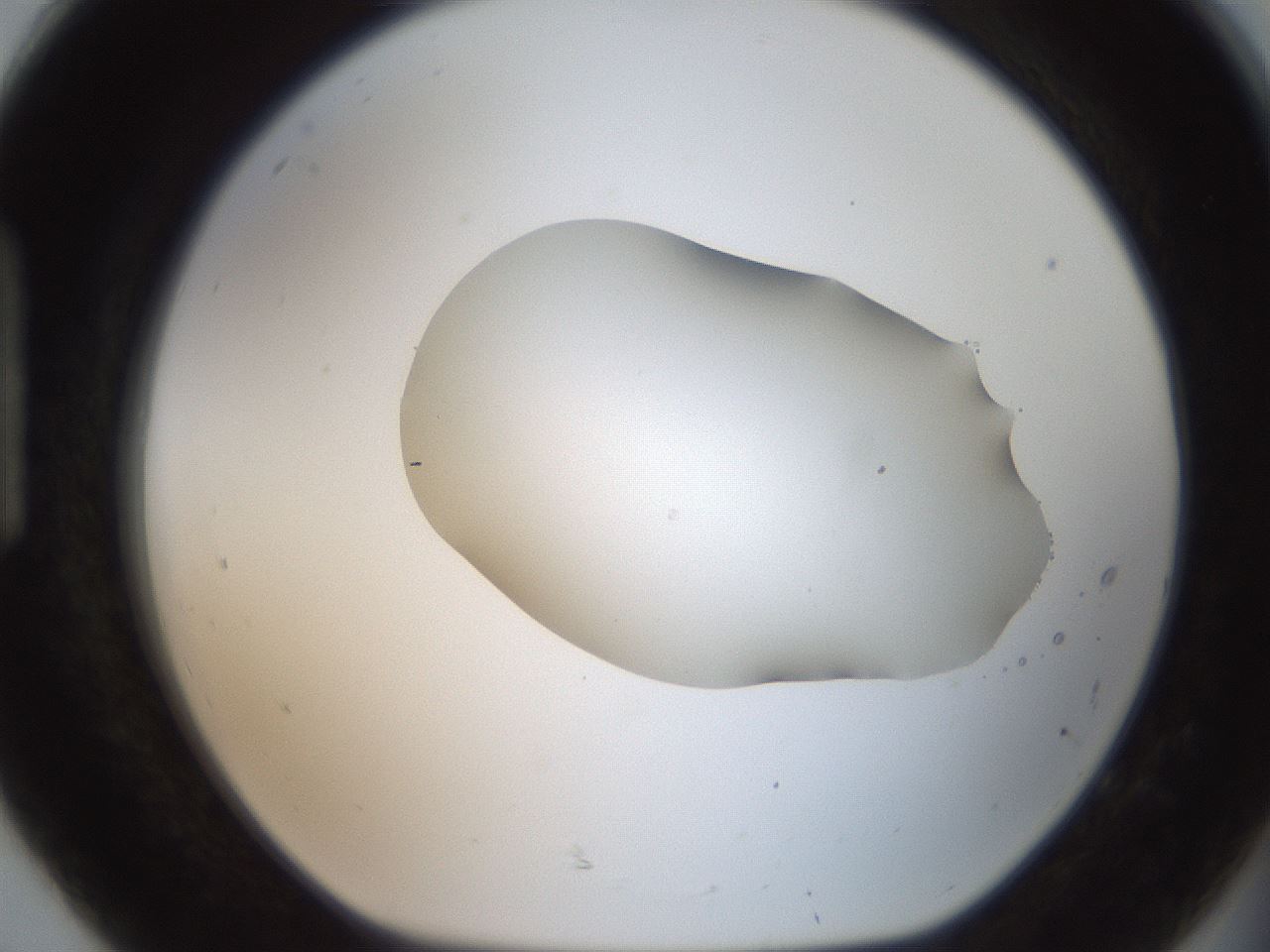 folderID408_plateID2408_batchID11615_wellNum92_profileID1_d1_r178713_ef.jpg