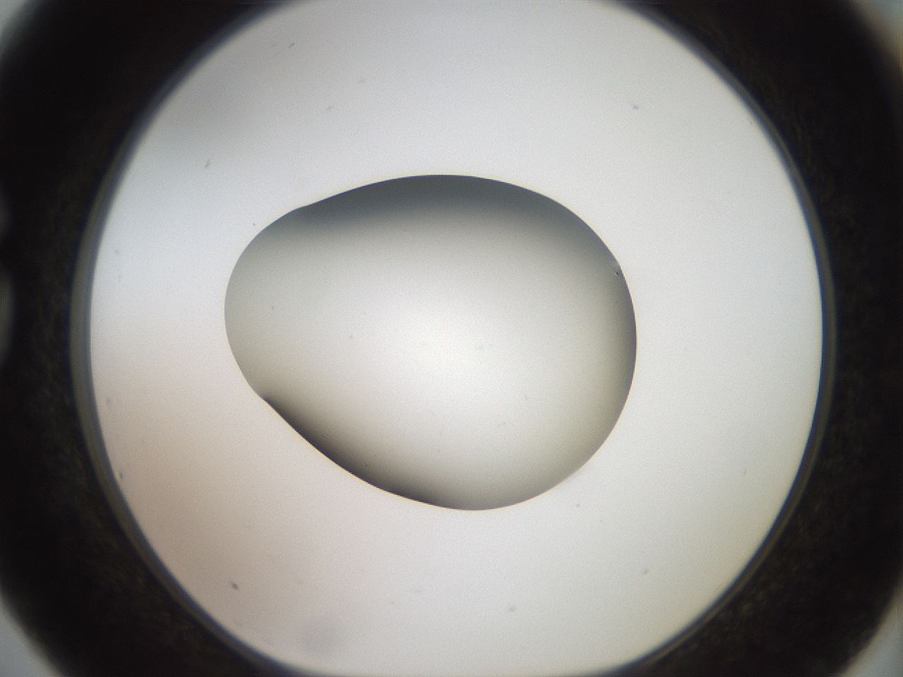 folderID40_plateID2040_batchID8993_wellNum75_profileID1_d1_r137611_ef.jpg