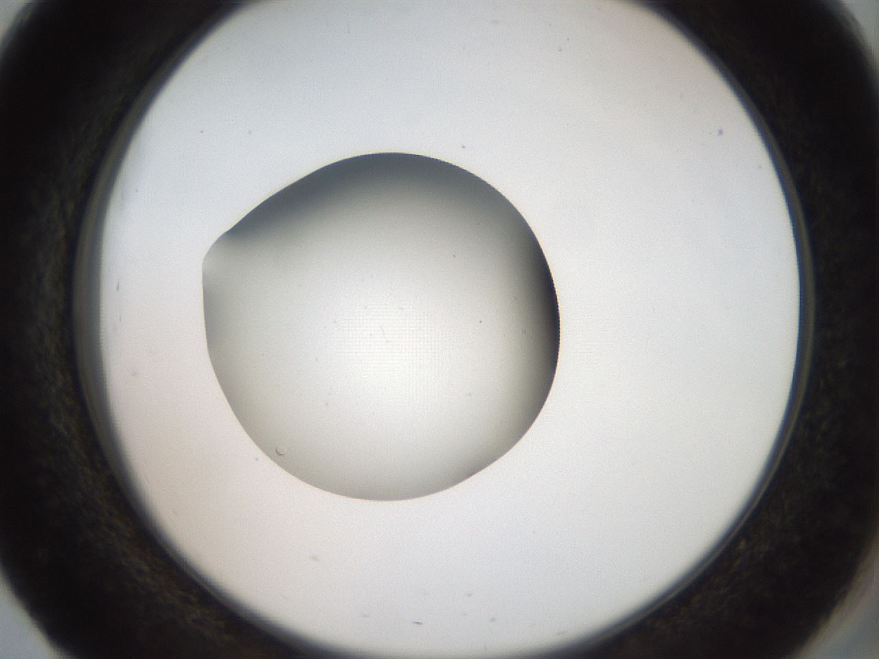 folderID40_plateID2040_batchID9008_wellNum51_profileID1_d2_r137564_ef.jpg