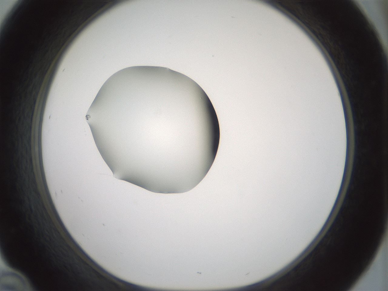 folderID409_plateID1409_batchID5184_wellNum46_profileID1_d1_r86463_ef.jpg