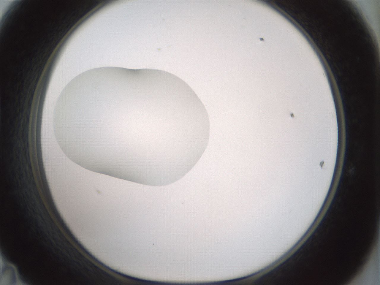 folderID409_plateID1409_batchID5184_wellNum47_profileID1_d1_r86464_ef.jpg