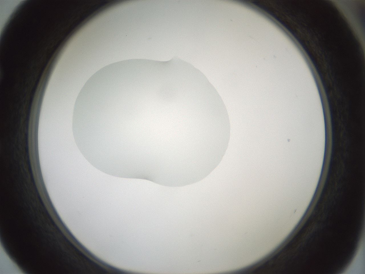 folderID409_plateID1409_batchID5184_wellNum52_profileID1_d1_r86469_ef.jpg