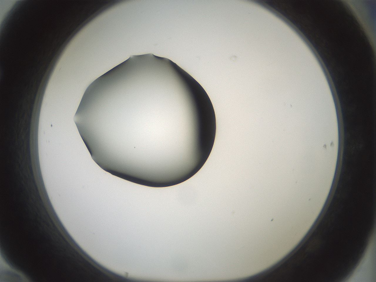 folderID409_plateID1409_batchID5184_wellNum70_profileID1_d1_r86487_ef.jpg