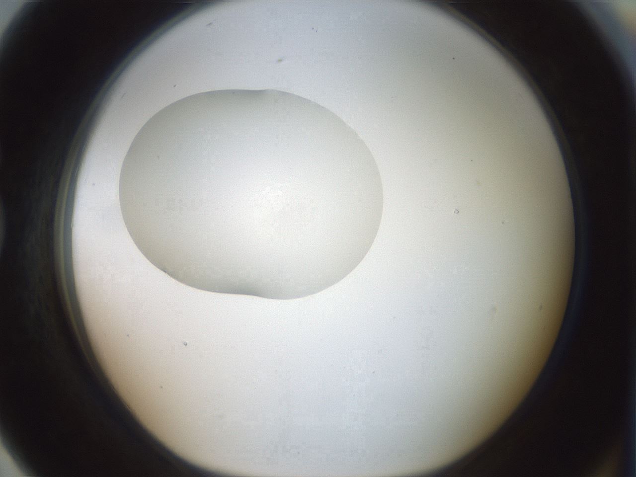 folderID409_plateID1409_batchID5184_wellNum79_profileID1_d1_r86496_ef.jpg