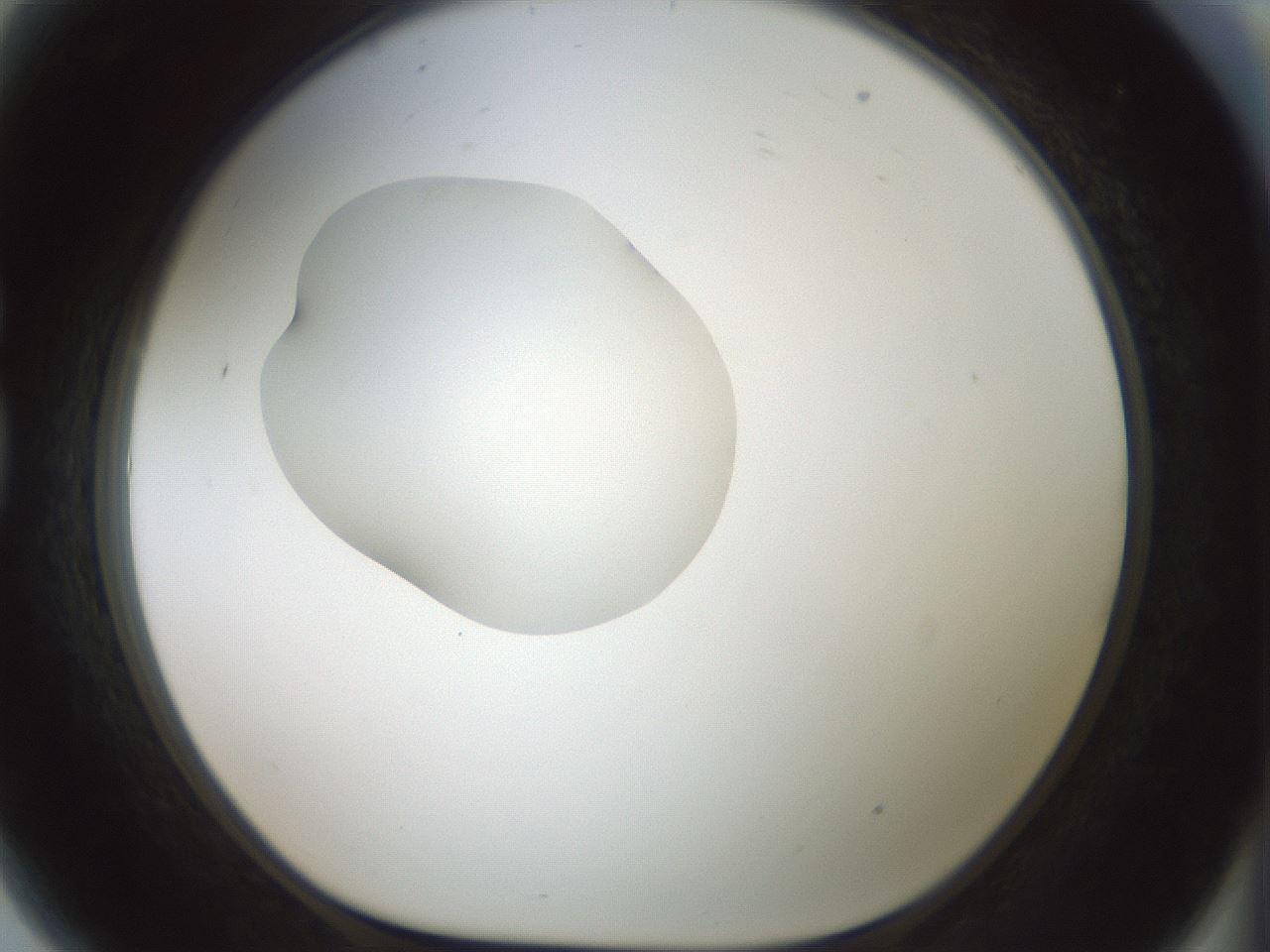 folderID409_plateID1409_batchID5184_wellNum81_profileID1_d1_r86498_ef.jpg