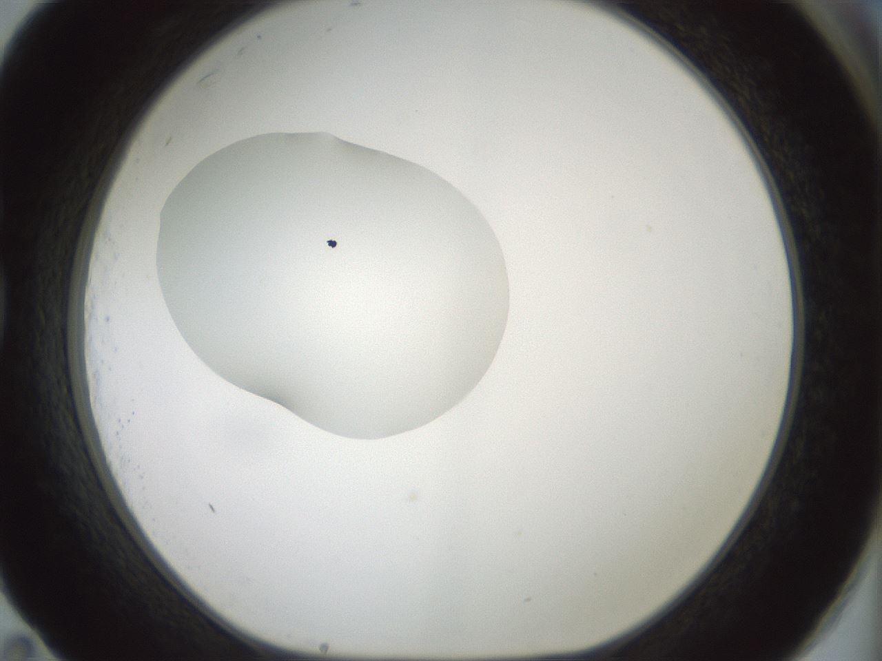 folderID409_plateID1409_batchID5184_wellNum83_profileID1_d1_r86500_ef.jpg